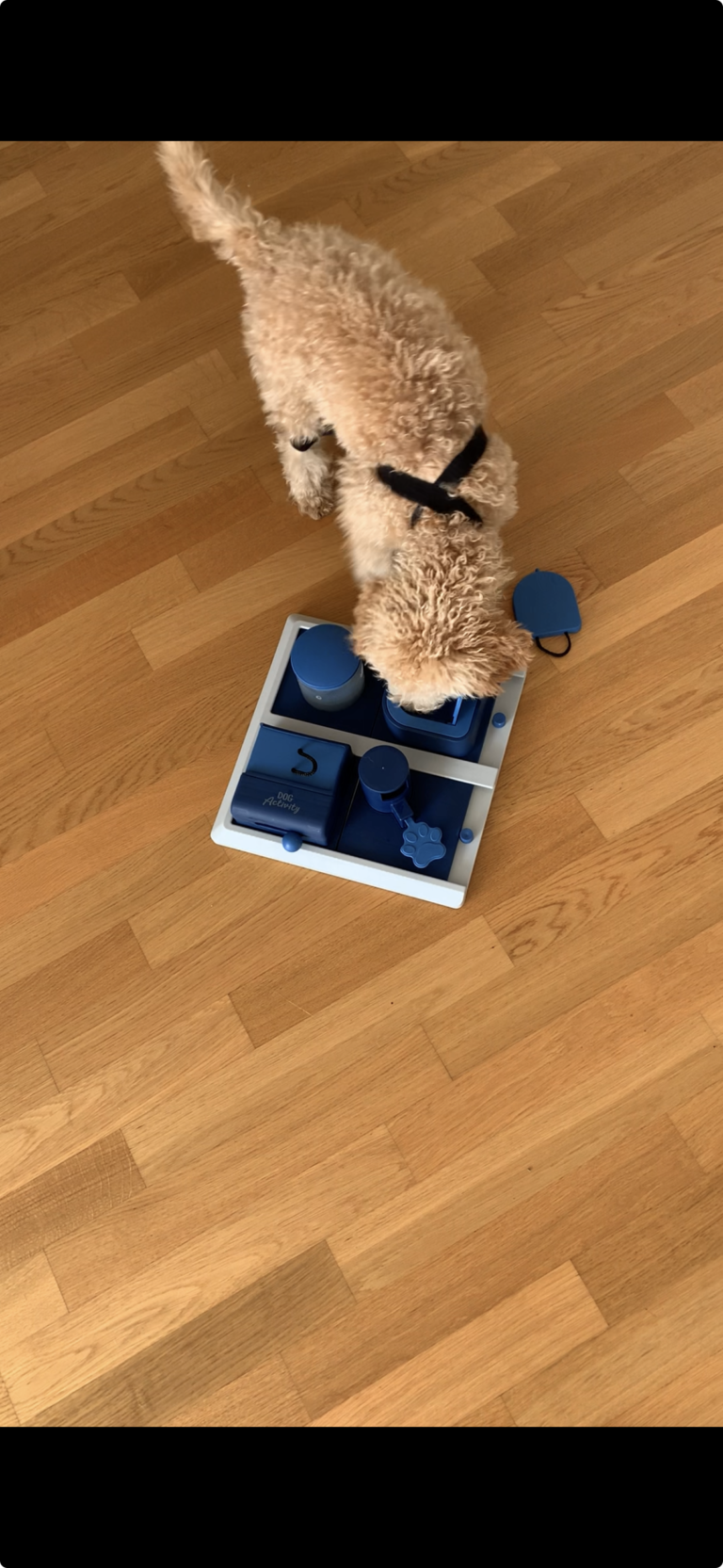 Trixie Poker Box 2 – Hundeprodukt von by Frieda