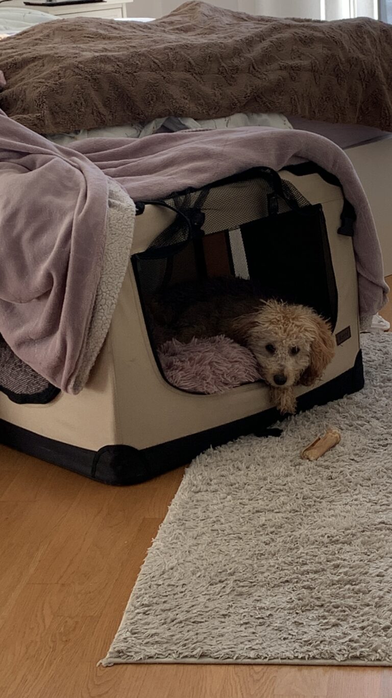 Box welpe – by Frieda