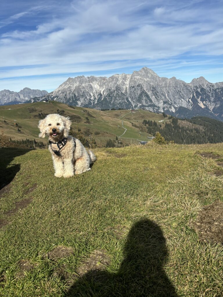 Rabbitgoo rotated – Hundeprodukt von by Frieda