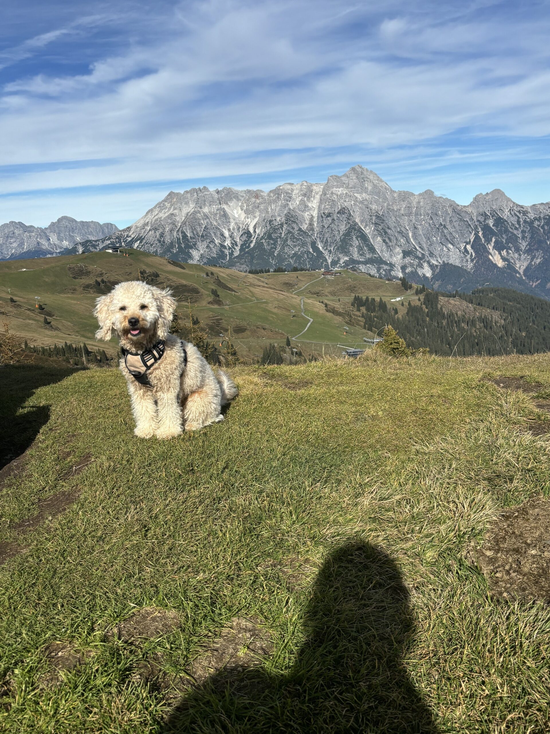 Rabbitgoo rotated – Hundeprodukt von by Frieda