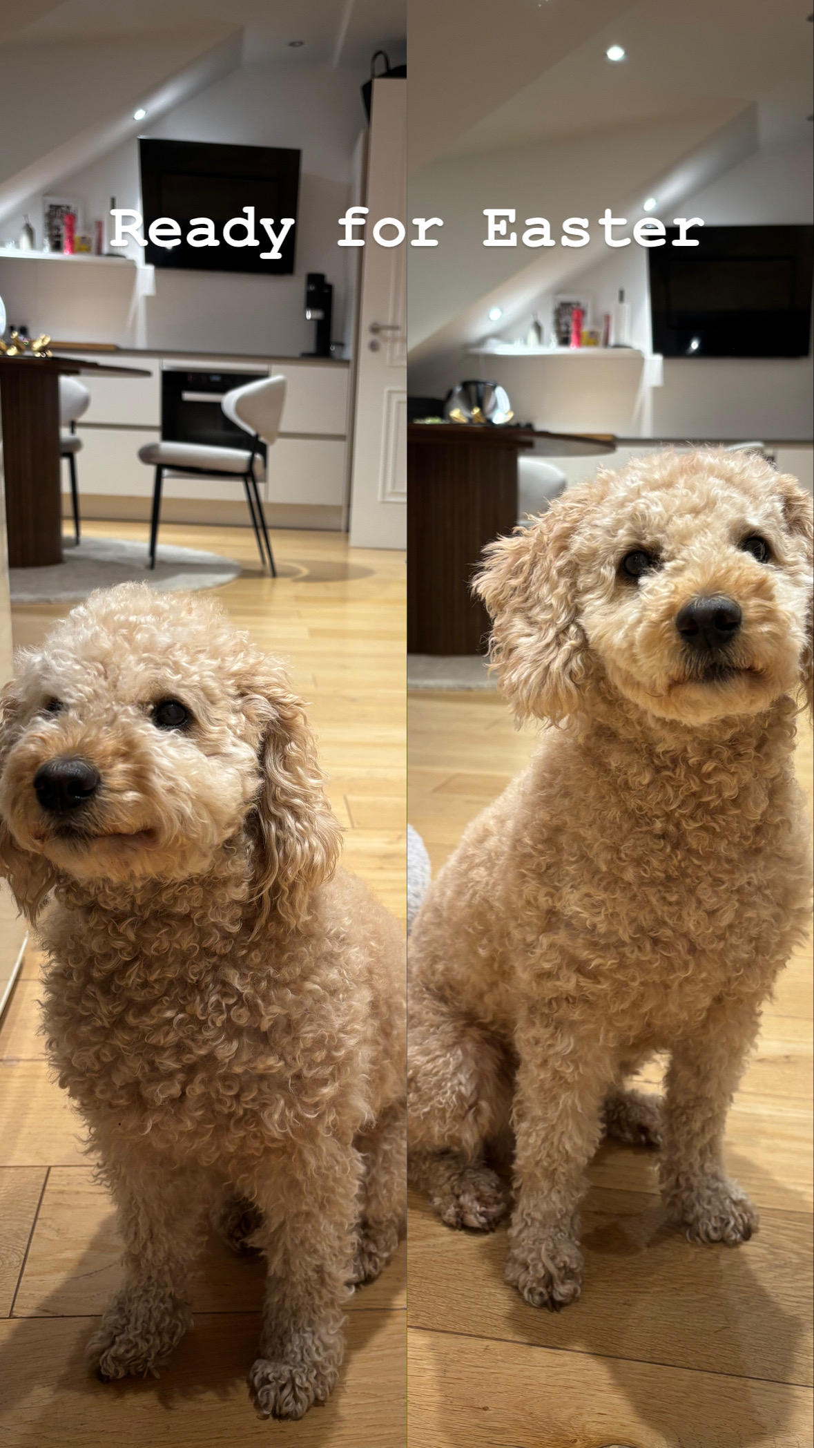 Rasierer – Hundeprodukt von by Frieda