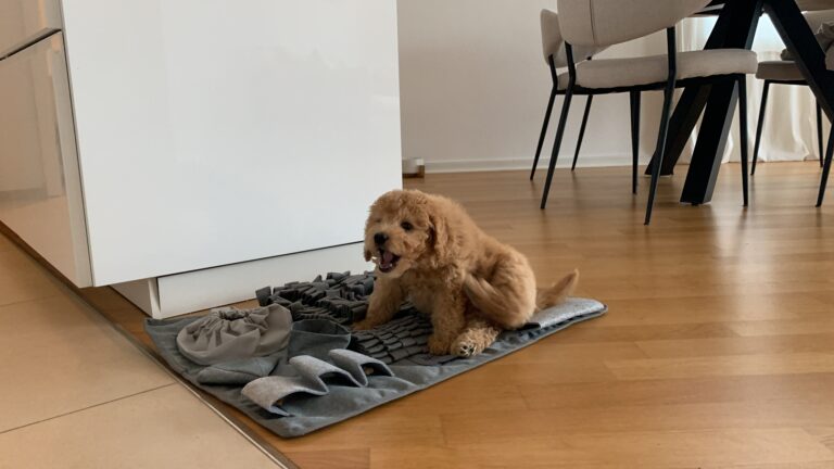 Schnüffelteppich – Hundeprodukt von by Frieda