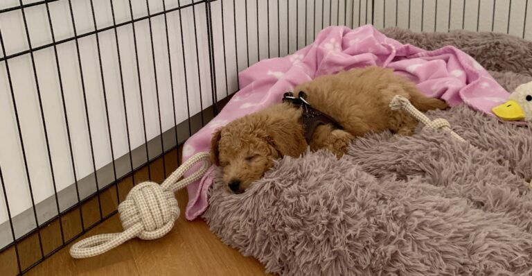 Seile – Hundeprodukt von by Frieda