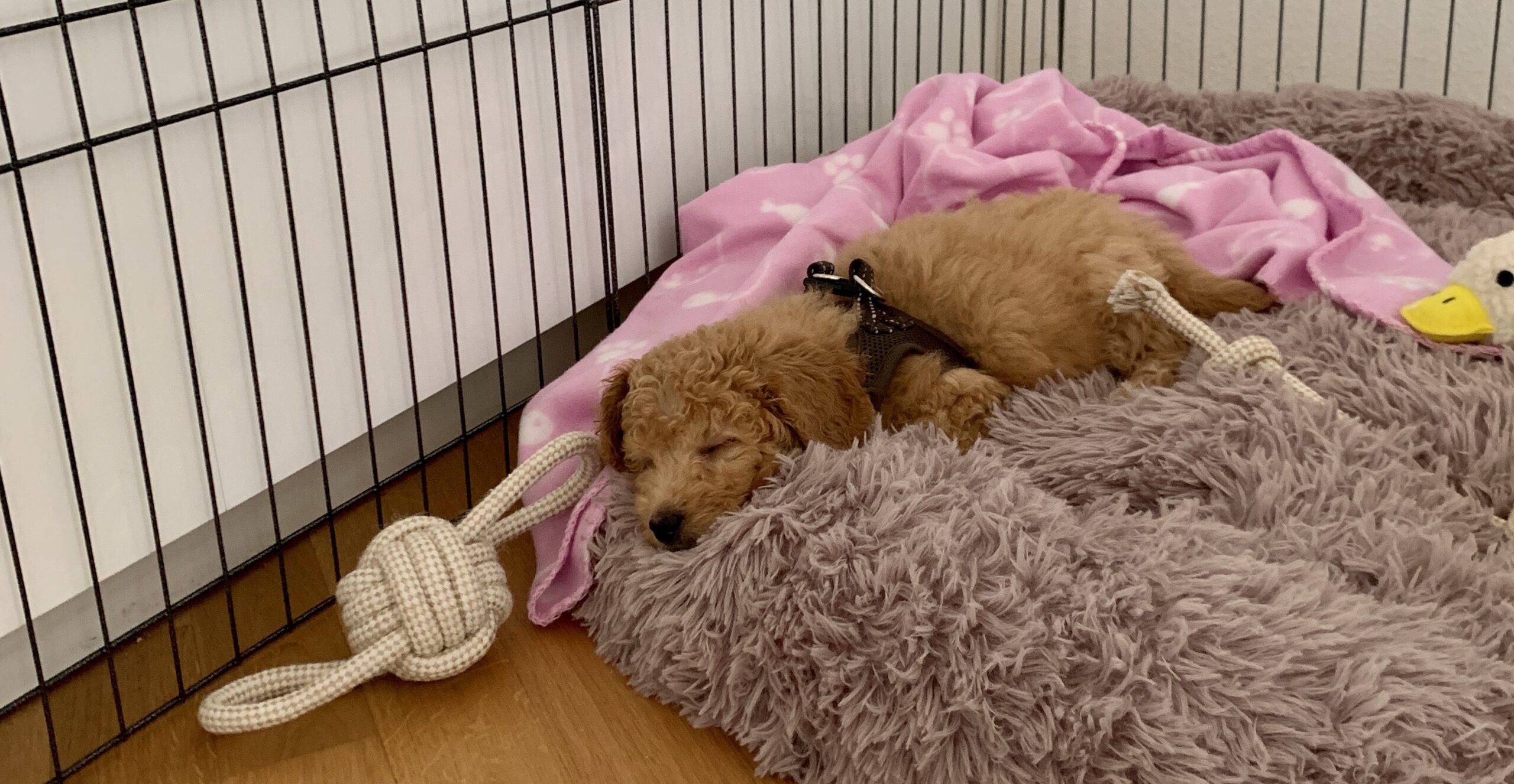 Seile – Hundeprodukt von by Frieda