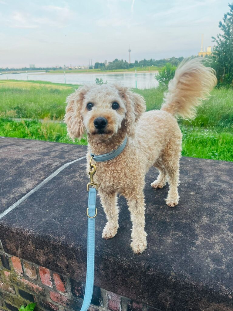 William walker leine für Hunde – by Frieda